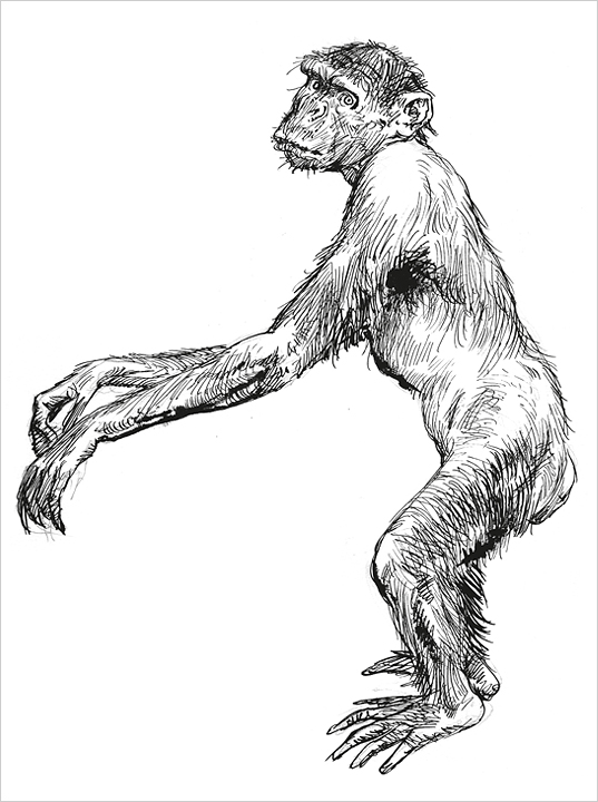 Disegno a china di Guido Buzzelli, Scimpanzé, 1986.
