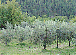 Un campo di ulivi nei pressi di Frigolandia